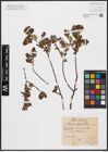 Foto von Salix aurita L. x Salix repens L.